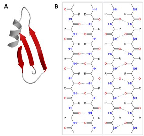 Beta sheet .
